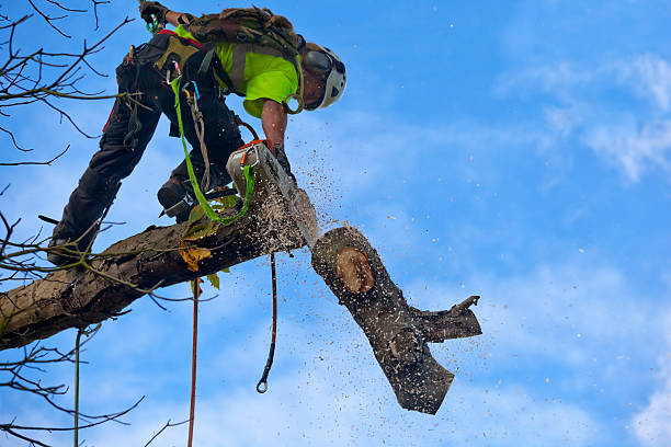 Best Commercial Tree Removal  in USA